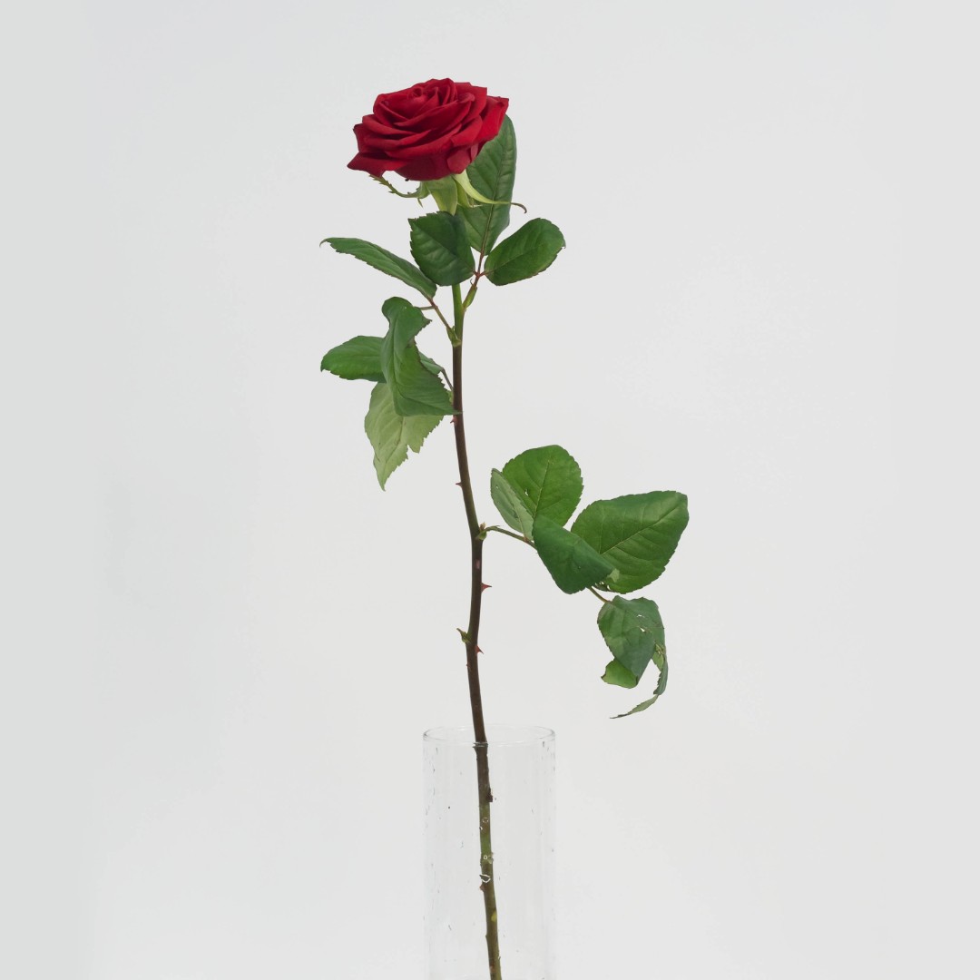Роза 60 см. красная 1 шт.